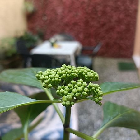 Il Giardino Segreto Apartment Lucca Luaran gambar